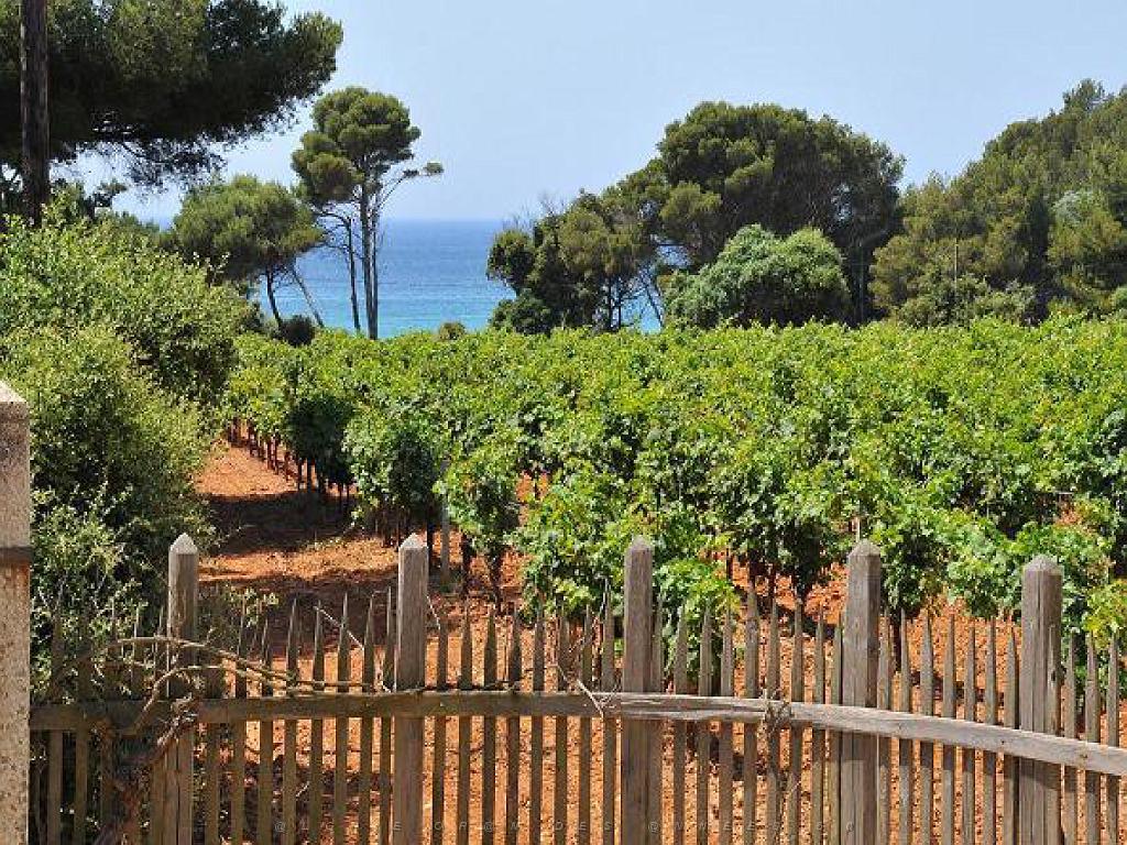 183 D25 BORMES LES MIMOSAS 3_000020.jpg